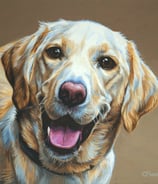 a portrait of a yellow labrador dog with a big smile on its face