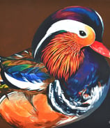 a mandarin duck with lovely plumage