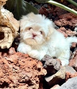 SHIH TZU COLOR BLANCO DORADO