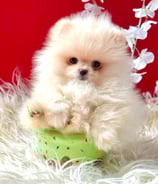 POMERANIA MINI COLOR BLANCO CREMA