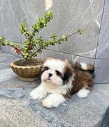 CACHORRO SHIH TZU COLOR TRICOLOR