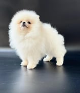 POMERANIA HEMBRA DE 3 MESES DE EDAD