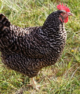 a rooster with a red head and a black and white chicken