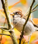 Ein Spatz mit herbstlichem Hintergrund Foto: Philipp Geisler