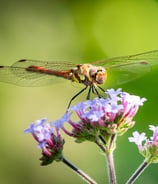 Eine rote Heidelibelle auf einer Eisenkrautblüte Foto: Philipp Geisler