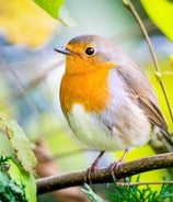 Ein Rotkehlchen schaut in die Kamera Foto: Philipp Geisler