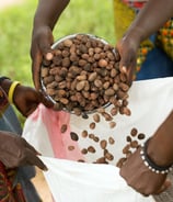 Ethically sourced Grade A shea nuts from Uganda, East Africa, to export shea butter and shea oil 