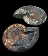 Ammonite Bolws from Madagascar