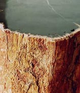Top polished petrified wood showing bark