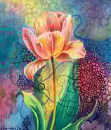 Red Yellow Tulip