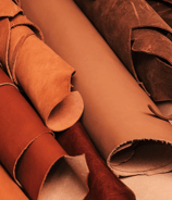 Raw buffalo hide—freshly sourced from halal-certified processing, ready for global leather markets.