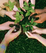planting tree bth group team