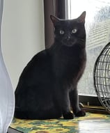 Orla sitting on the window sill
