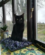 Olivia sitting in a tray of dried flower heads on the window sill