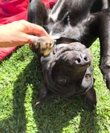 a dog is laying on the grass and a person is petting it