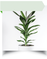 cordyline