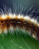 chenille processionnaire en gros plan