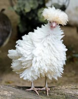 Frizzle white polish pullet