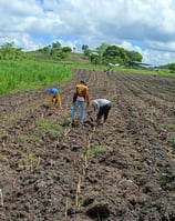 a group of people working in a field