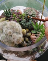 a person holding a small glass bowl filled with plants