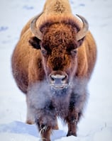 Bison | Yellowstone National Park