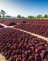 Large pile of dried petals of the Hibiscus sabdariffa plant in  the farmld