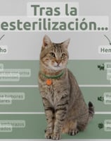 Servicio de "Esterilización" a bajo costo