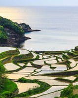Rizières en terrasses du Kyushu