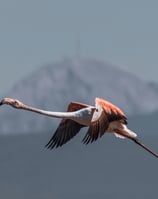 gaea gardens studios - birdwatching in Lesvos - a flamingo 