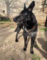 chien curieux en pension chez nanette