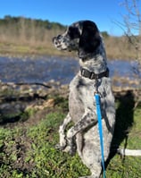 chien heureux en balade a la pension chez nanette