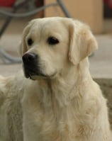 golden retriever pose élevage près d'alès