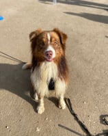 chien heureux en balade a la mer durant son séjour en pension