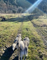balade dans les terrains de la pension chez nanette
