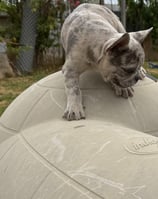 a cat is standing on a ball with a cat on it haha