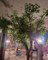 Artificial Ficus plant making on your demand