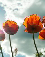 flowers opening in the sunlight can symbolize personal growth and transformation.