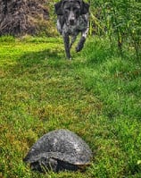 a dog running through the grass with a turtle turtle in the background