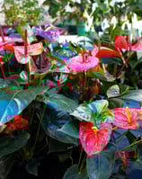 a bunch of flowers in a potted planter