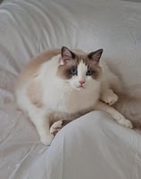 gatto ragdoll che gioca sul letto