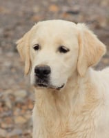 beau golden retriever élevage près d'alès