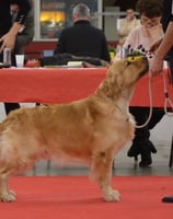 concours lof golden retriever ales