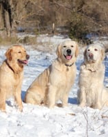 groupe de golden retriever élevage ales