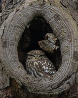 A Little Owl in its nest hole in Kensington Gardens.