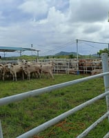 a herd of cattle in a fenced in area