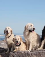 golden retriever a la plage élevage du respechas