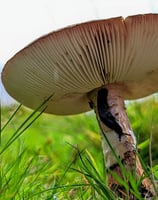 a mushroom on the ground with a slug on it