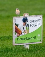 A Northern Wheatear on a cricket sign in Regent's Park.