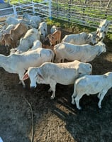 a herd of cattle grazing in a pen