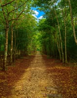 Bosques de Akumal - Eco Habitad